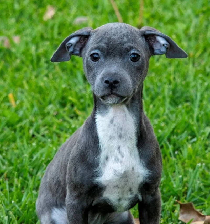 Buttercup thumbnail 4