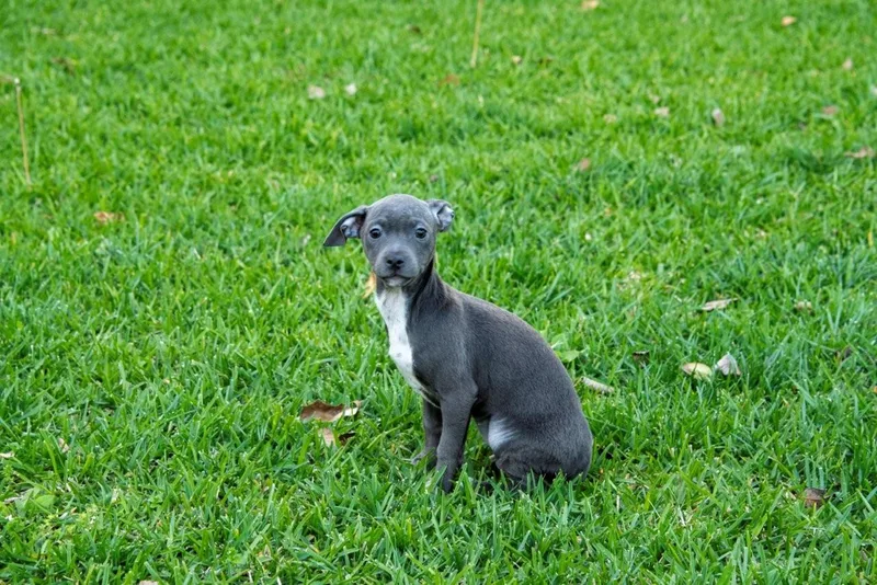 Buttercup thumbnail 5