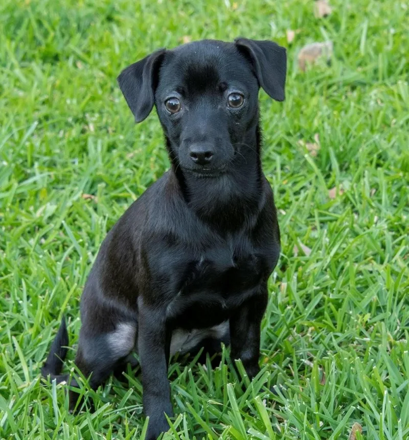 Buttercup thumbnail 6