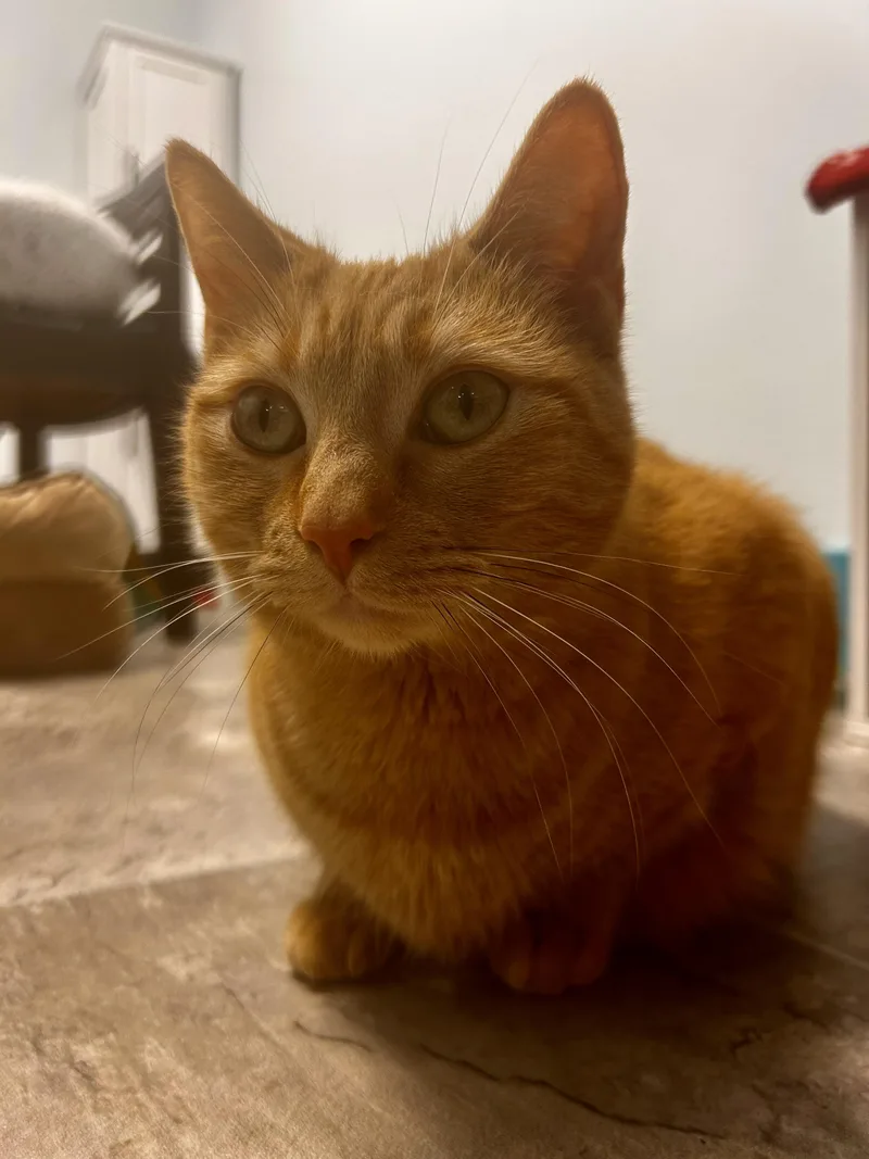 Coraline  Chow Hound thumbnail 2