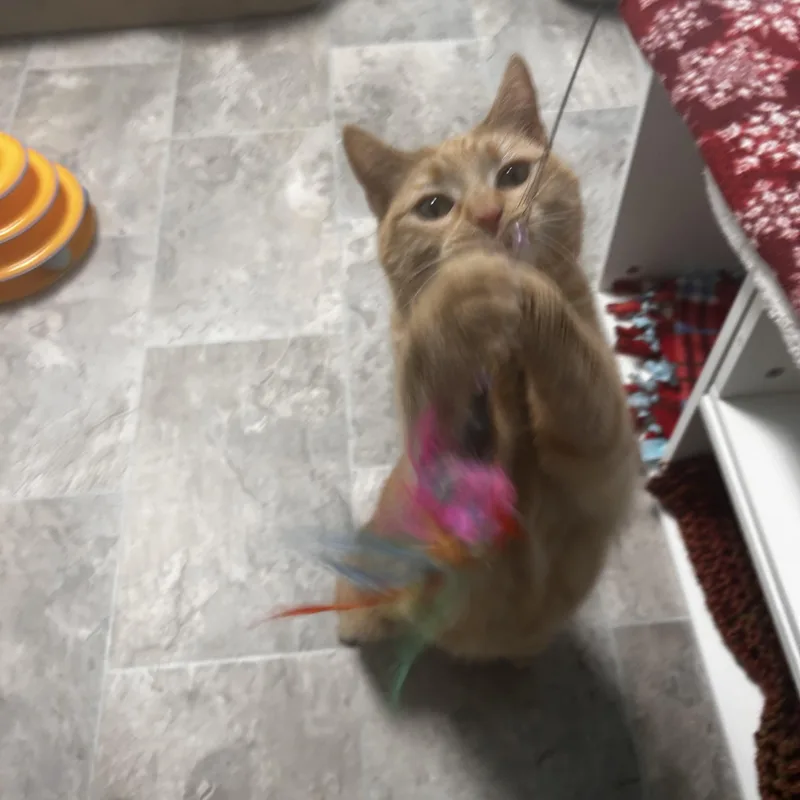 Coraline  Chow Hound thumbnail 3