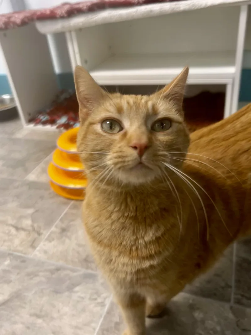 Coraline  Chow Hound thumbnail 4