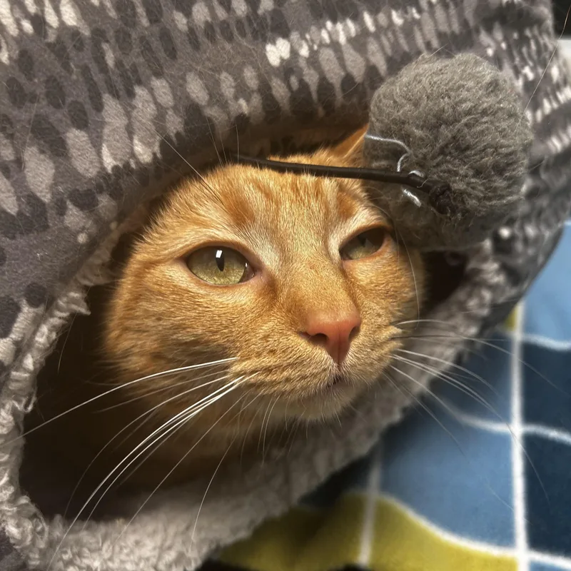 Coraline  Chow Hound thumbnail 5