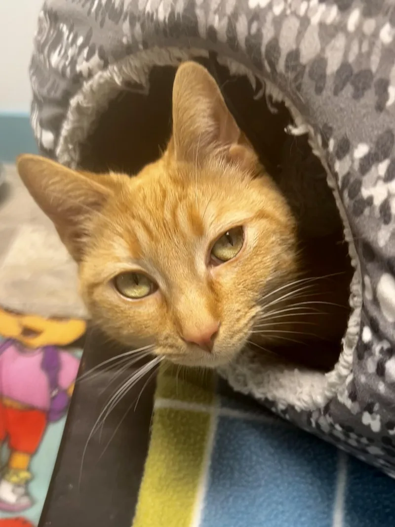 Coraline  Chow Hound thumbnail 6