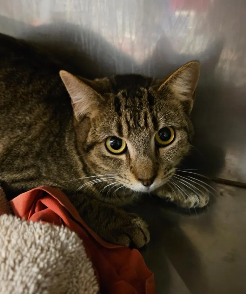 A young medium-sized female Domestic Short Hair cat named Bonnie for adoption in Sherwood, AR