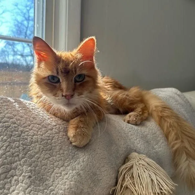 Ferdinand thumbnail 2