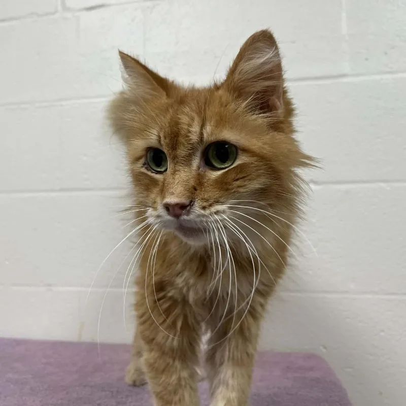 Ferdinand thumbnail 3