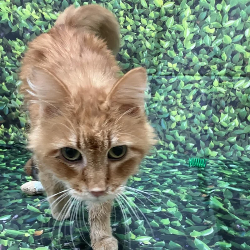 Ferdinand thumbnail 4