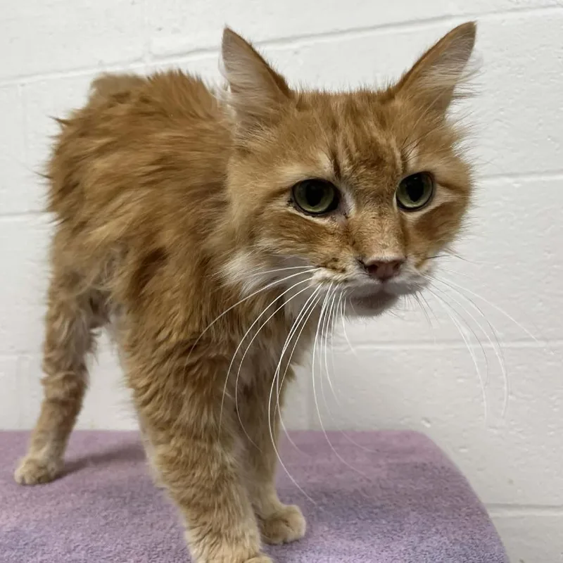 Ferdinand thumbnail 5