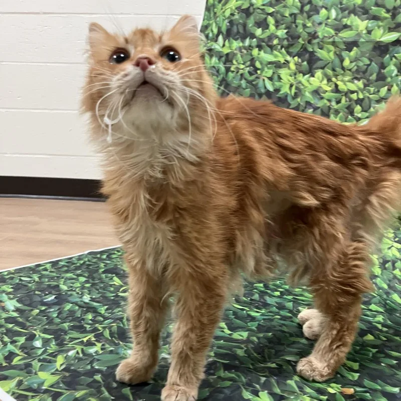 Ferdinand thumbnail 6