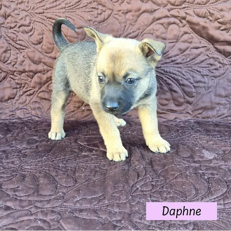 Daphne