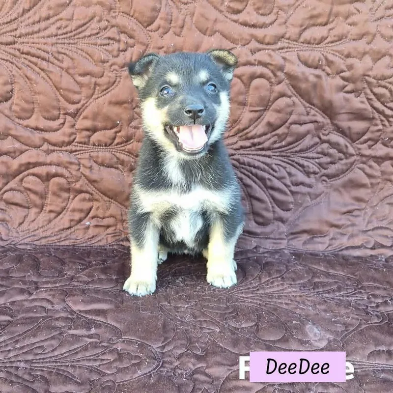 Deedee