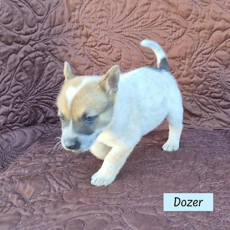 Dozer