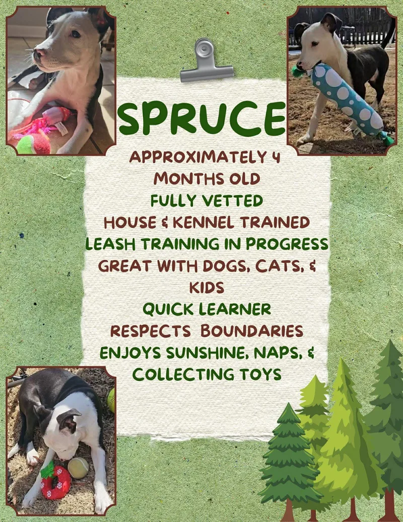 Spruce thumbnail 2