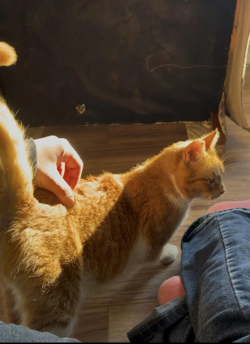 Marigold thumbnail 2