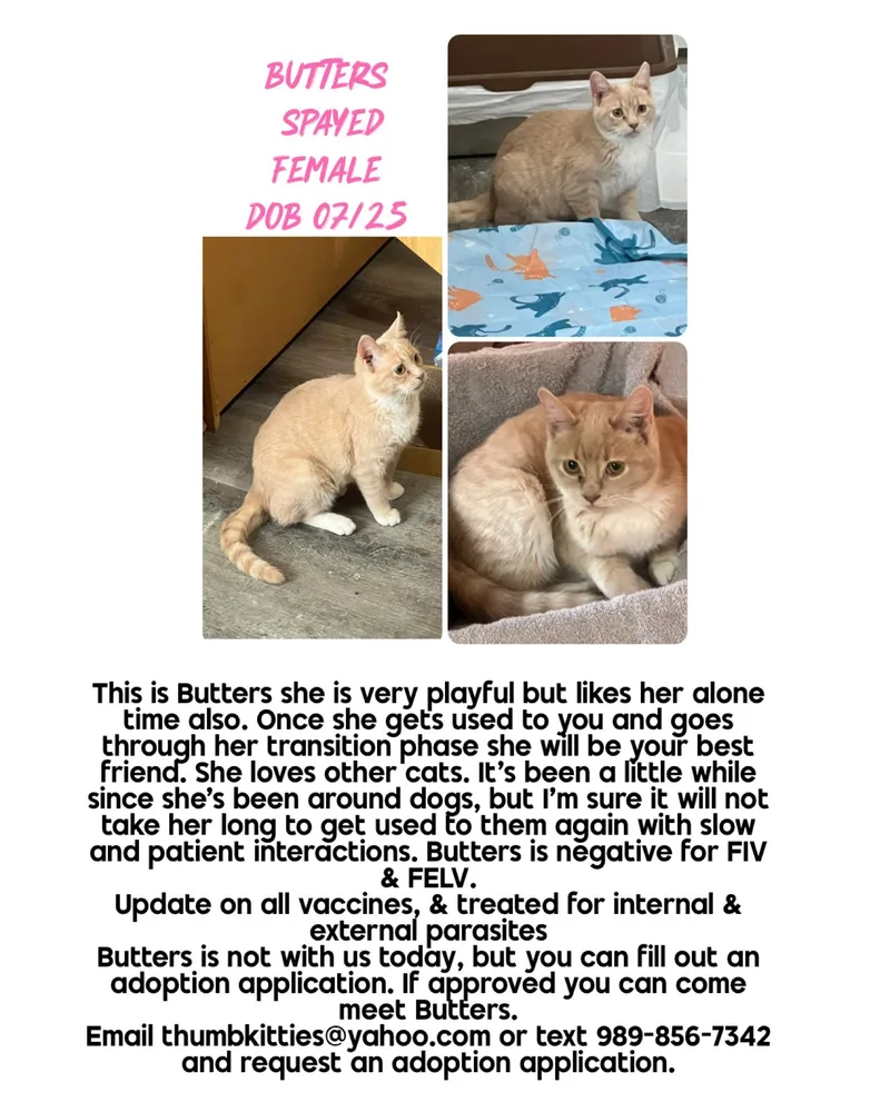 A baby small-sized female Buff / Tan / Fawn Domestic Short Hair cat named Butters for adoption in Caseville, MI