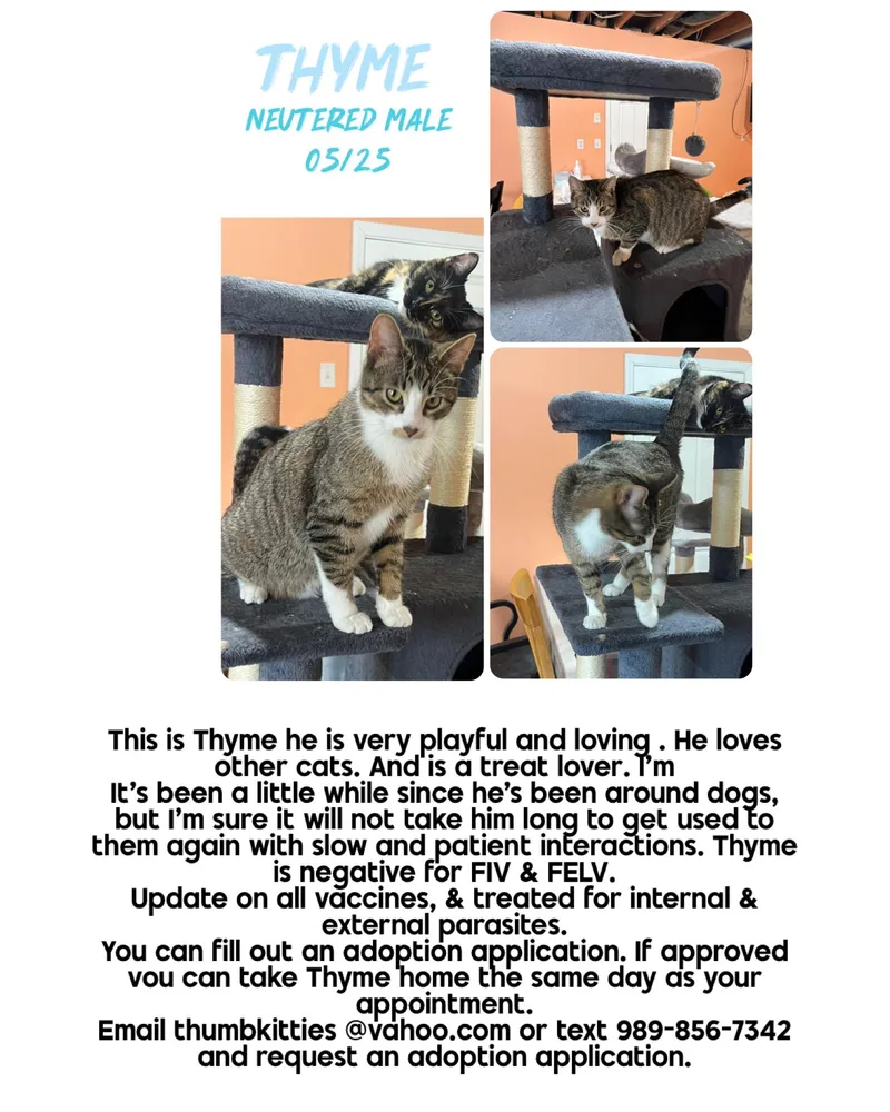 A baby medium-sized male Tabby (Brown / Chocolate) Domestic Short Hair cat named Thyme for adoption in Caseville, MI