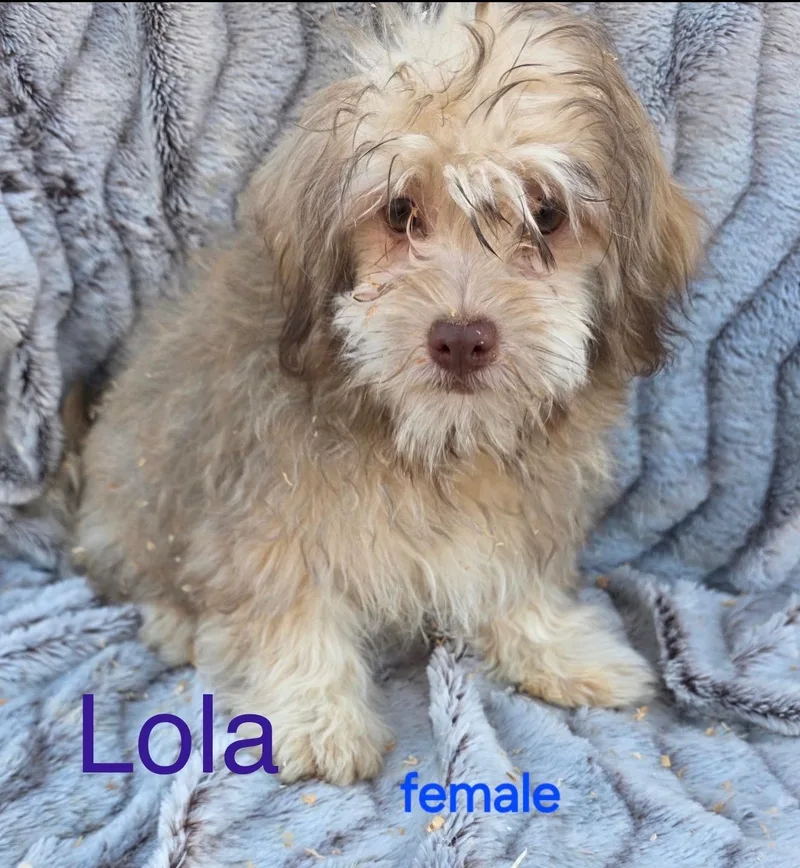 Lola