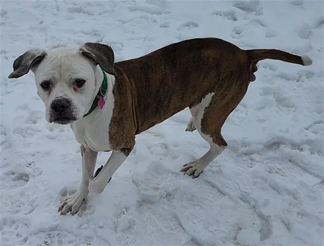 An adult medium-sized male Boxer dog named Dine for adoption in Springfield, MA