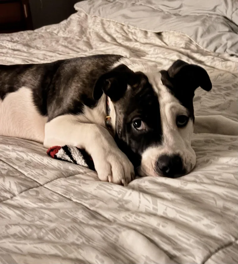 Denny Milo thumbnail 3