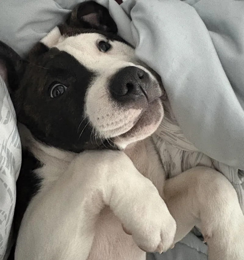 Denny Milo thumbnail 6