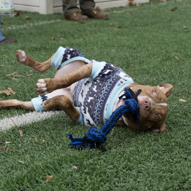 Whippersnapper thumbnail 2