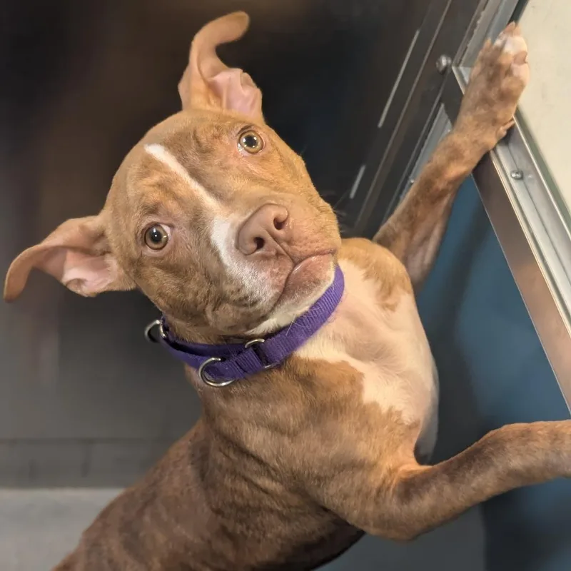 Whippersnapper thumbnail 3