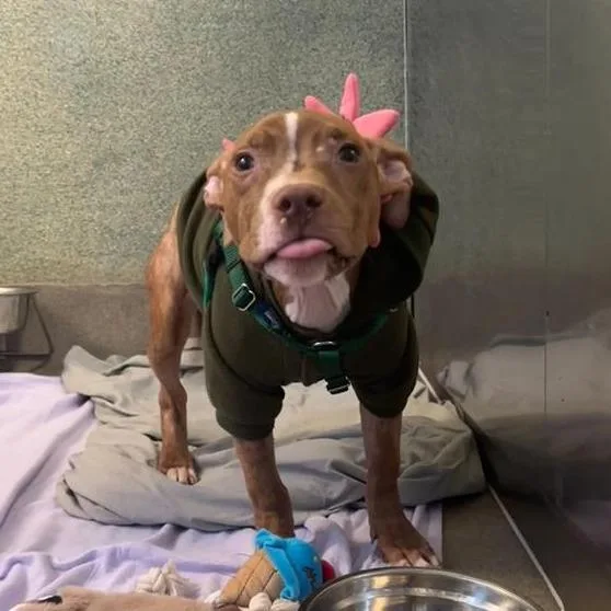 Whippersnapper thumbnail 4