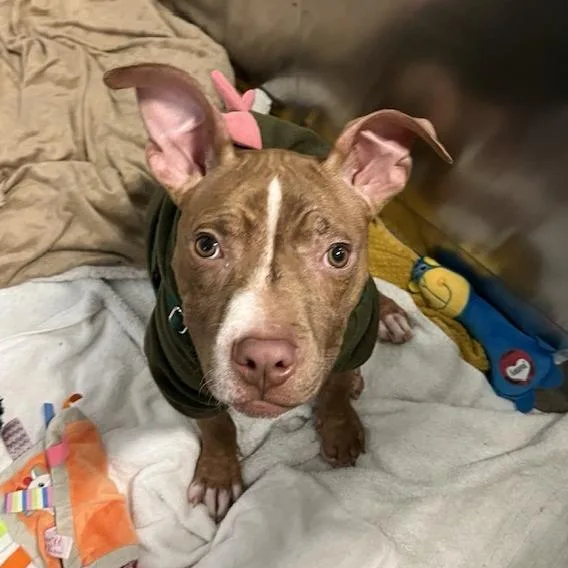 Whippersnapper thumbnail 5