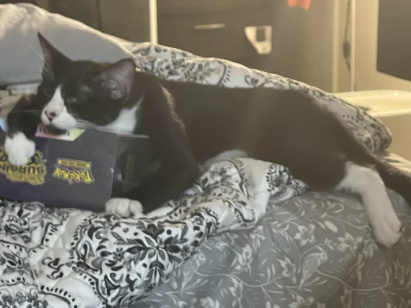 Felinestein thumbnail 2