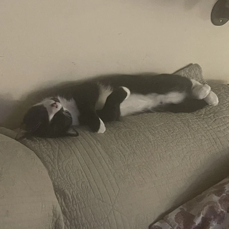 Felinestein thumbnail 3