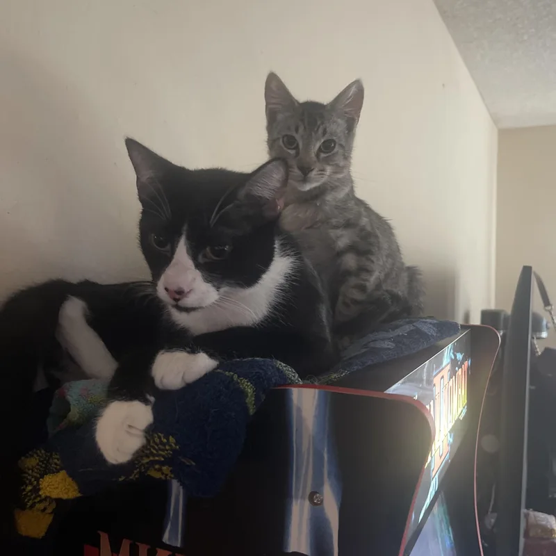 Felinestein thumbnail 4