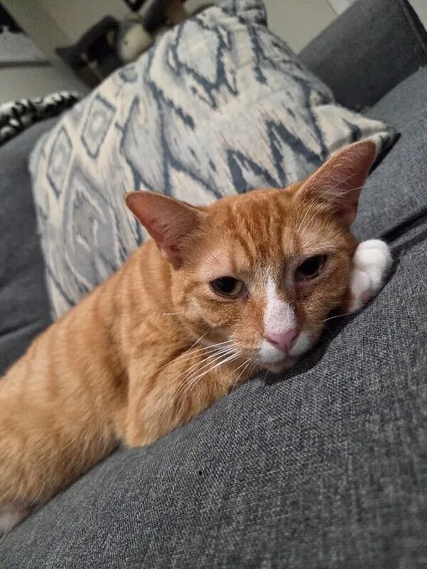 Carmella thumbnail 2