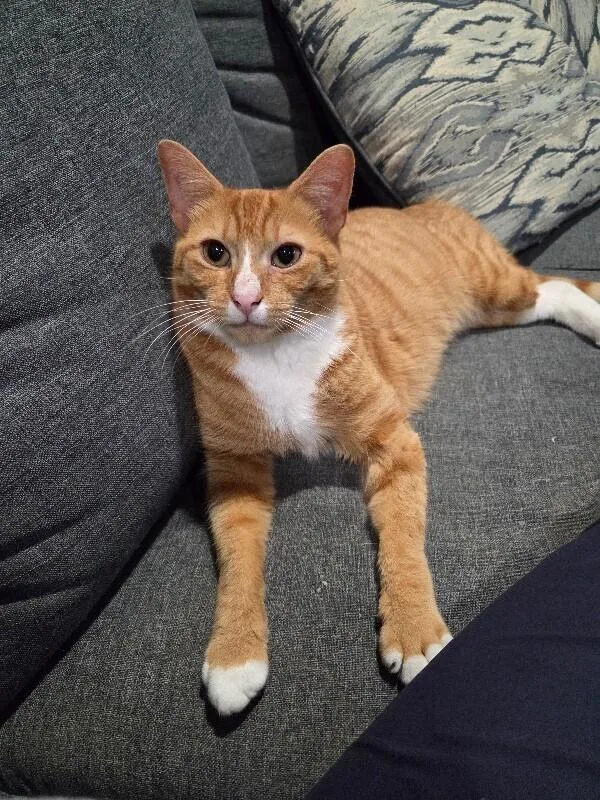 Carmella thumbnail 3