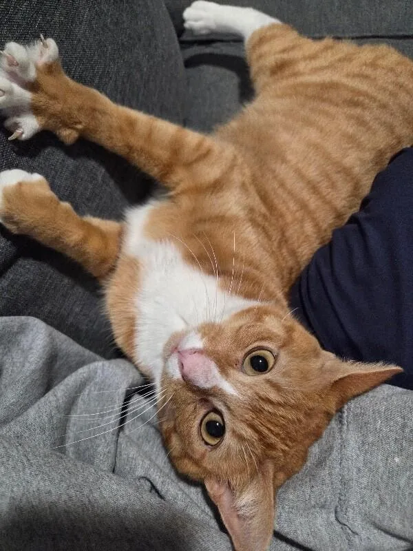 Carmella thumbnail 5