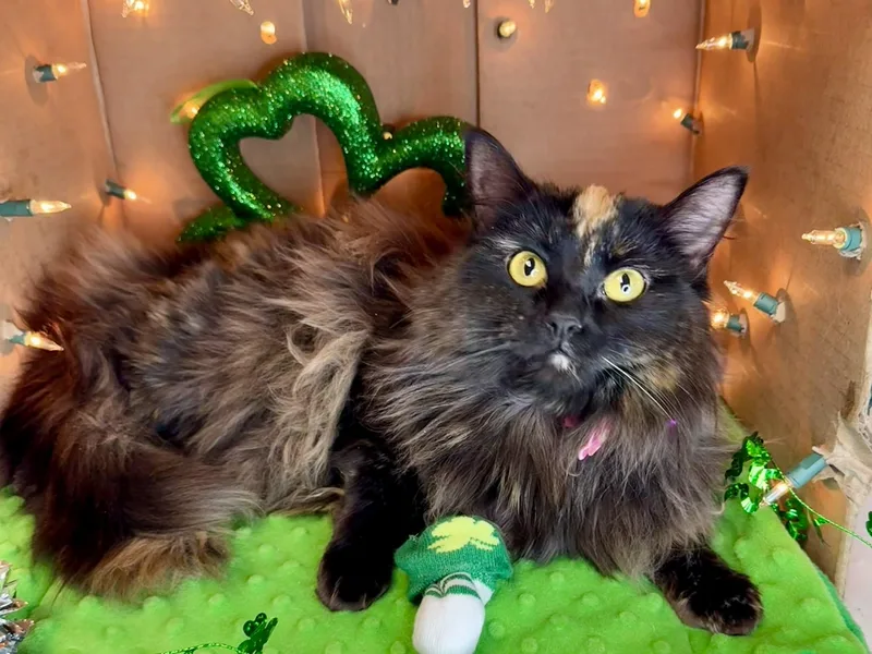 Champagne  Gorgeous Long thumbnail 2