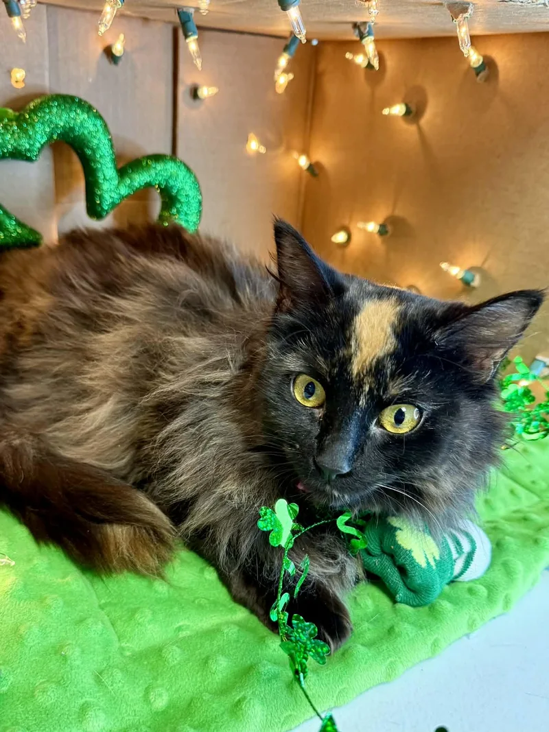 Champagne  Gorgeous Long thumbnail 3