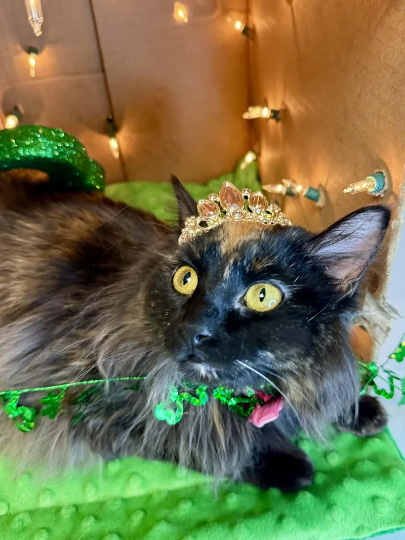 Champagne  Gorgeous Long thumbnail 4