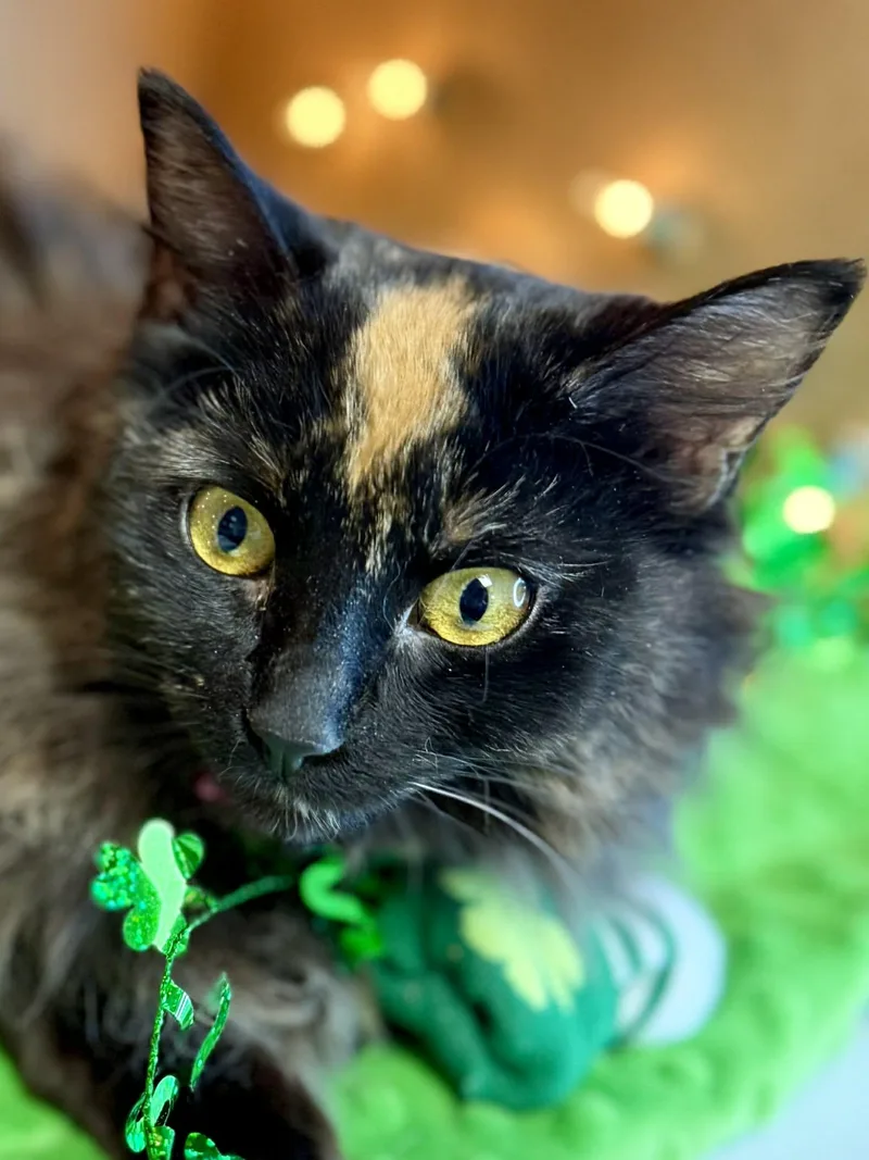 Champagne Gorgeous Long