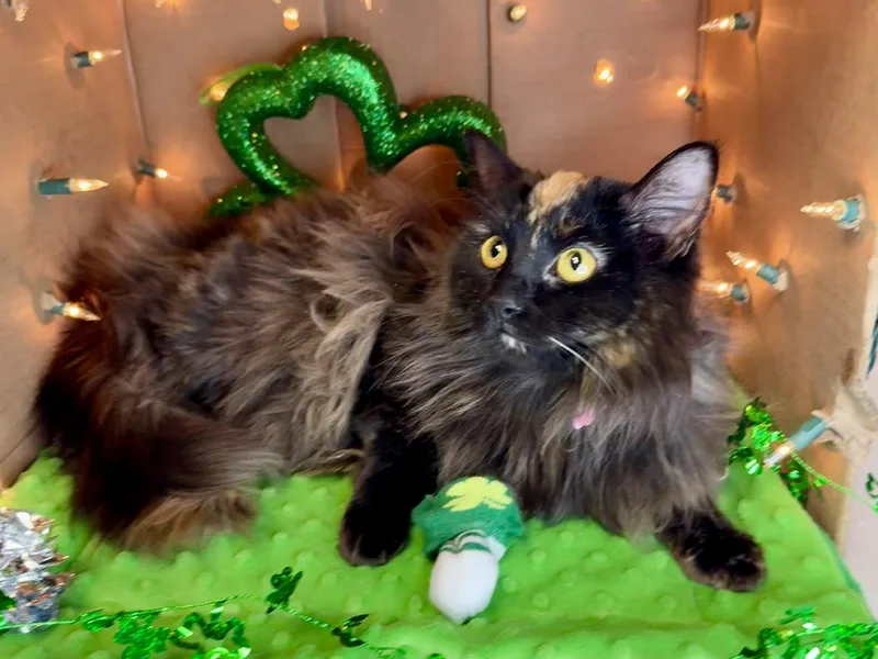 Champagne  Gorgeous Long thumbnail 5