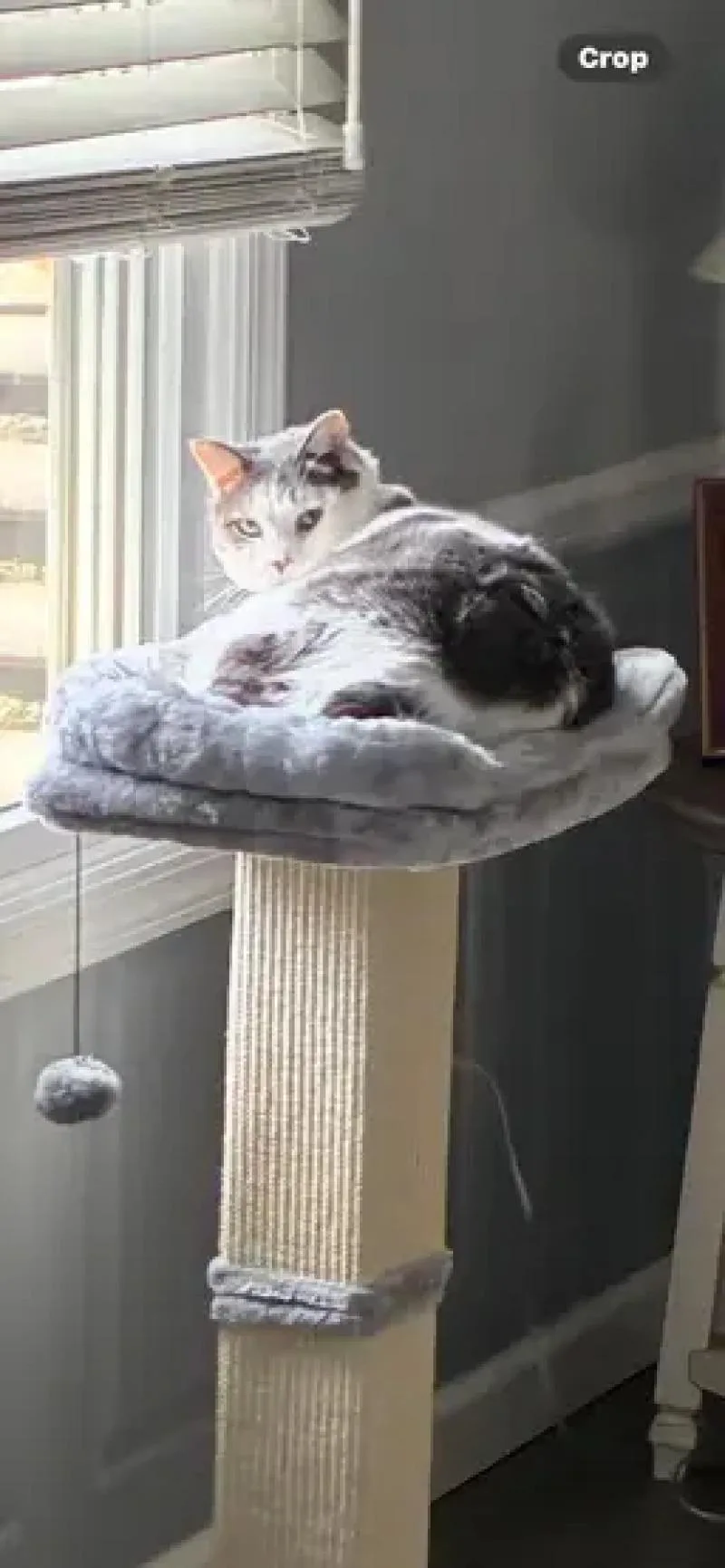 Bernadette thumbnail 2