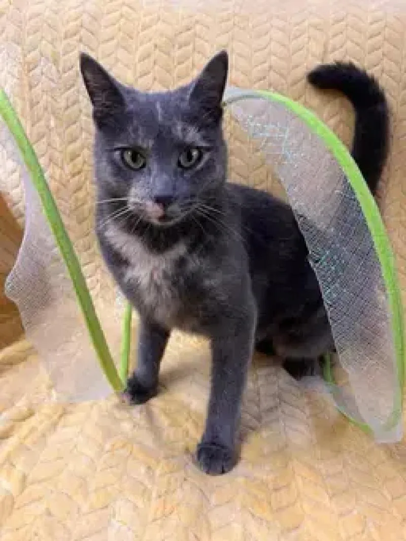 Courtney thumbnail 2