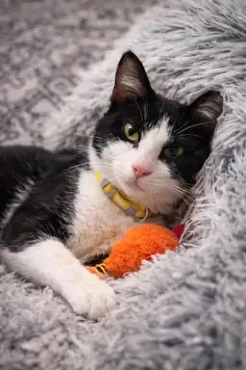 Snoop Dog thumbnail 4