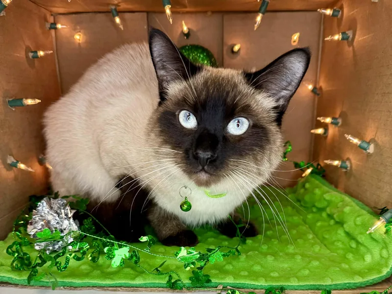 Taz  Affectionate And thumbnail 4