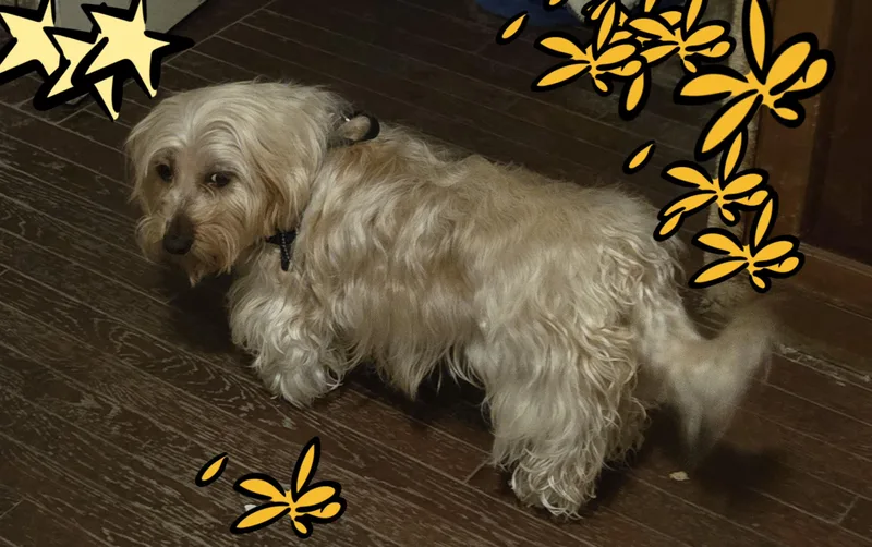 Goldilocks thumbnail 3