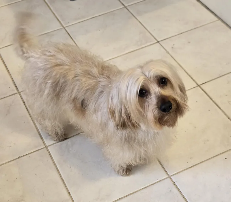 Goldilocks thumbnail 4