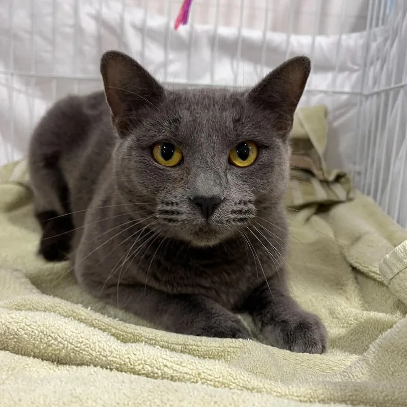 A young medium-sized female Gray / Blue / Silver Domestic Short Hair cat named Sienna for adoption in Palm Harbor, FL