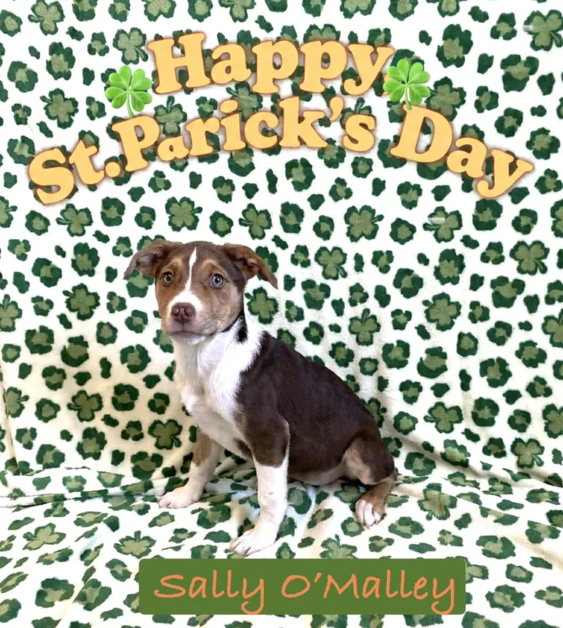 Sally O’malley thumbnail 2