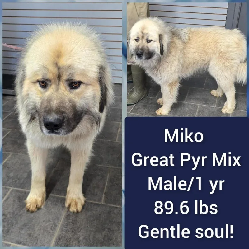 Miko Pyr thumbnail 3