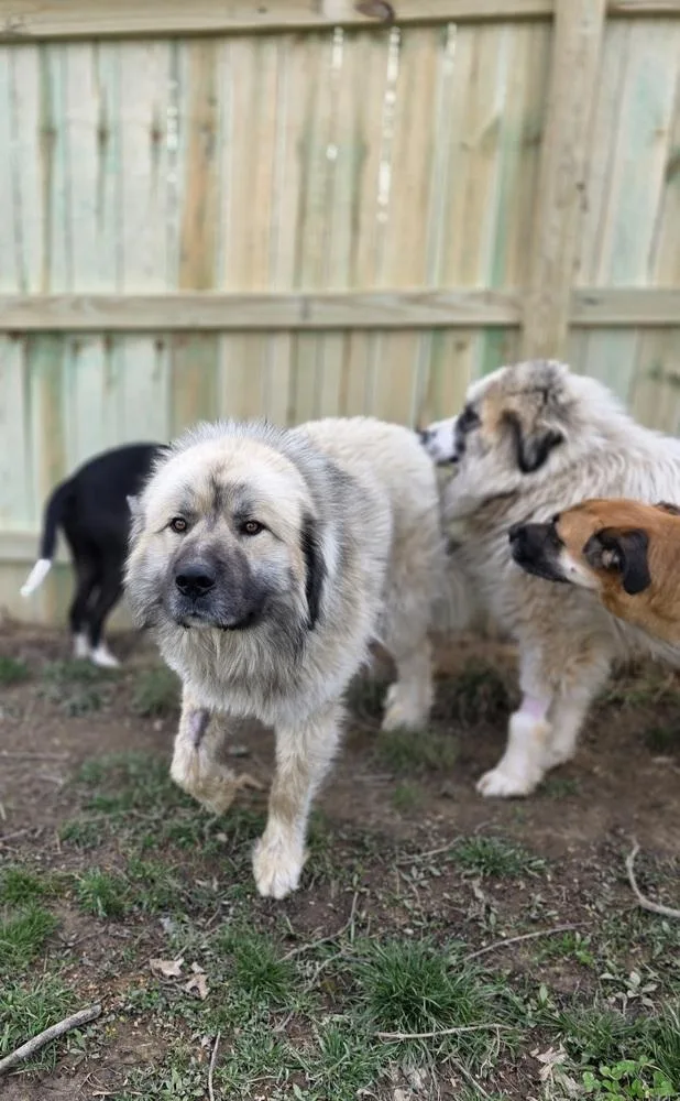 Miko Pyr thumbnail 5